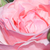 Rose - Rosiers anglais - Eglantyne